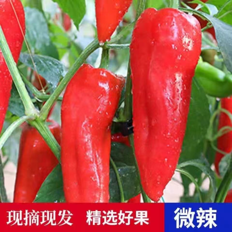 红椒红泡椒红杠椒红线椒红尖椒产地看货论价
