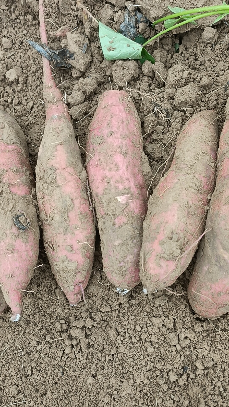板栗红薯这里各种品种都有，都是沙土地红薯，大量有货
