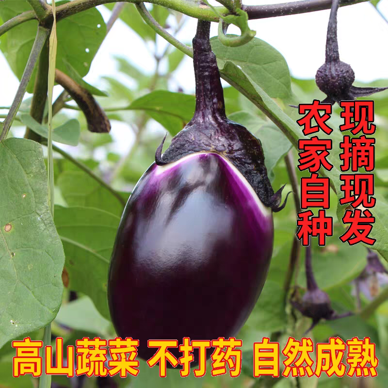 圆茄子圆紫茄长茄子青茄子产地看货保质保量