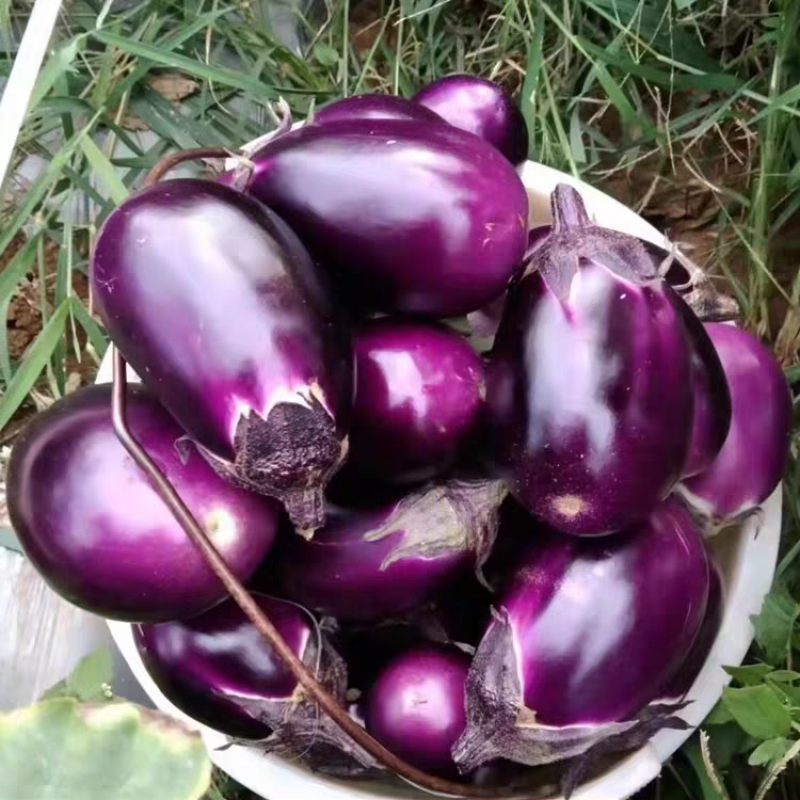 圆茄子圆紫茄长茄子青茄子产地看货保质保量