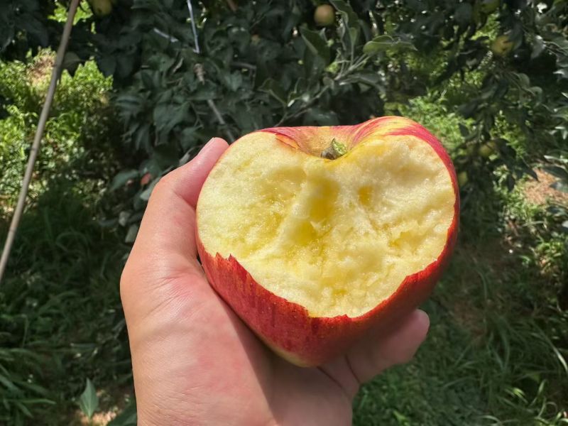 云南昭通红露苹果，50万斤自己基地种植，颜色亮度好