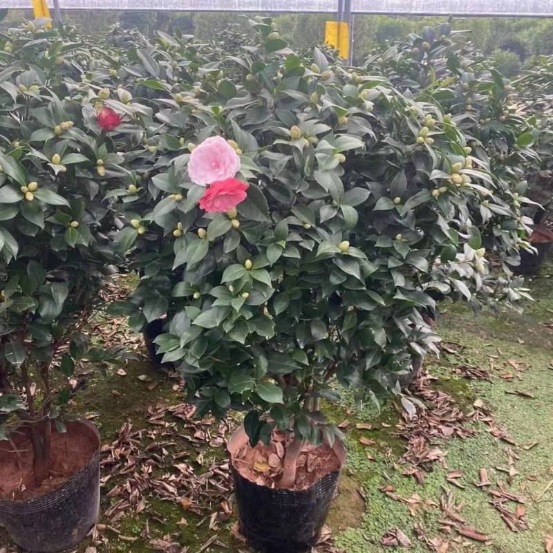 五色赤单茶花品种茶花耐寒各种规格齐全福建基地直销
