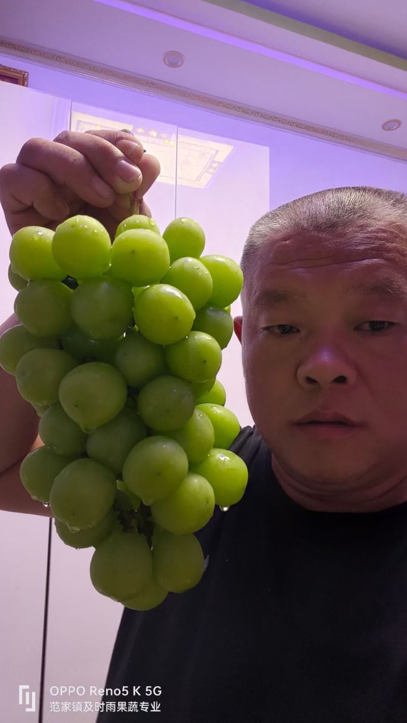陕西阳光玫瑰葡萄，阳光玫瑰葡萄产地直发，大荔阳光玫瑰葡萄