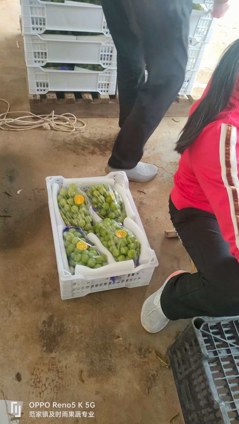 陕西阳光玫瑰葡萄，阳光玫瑰葡萄产地直发，大荔阳光玫瑰葡萄
