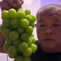 浪漫红颜/阳光玫瑰葡萄/户太八号/妮娜皇后/红提葡萄产地