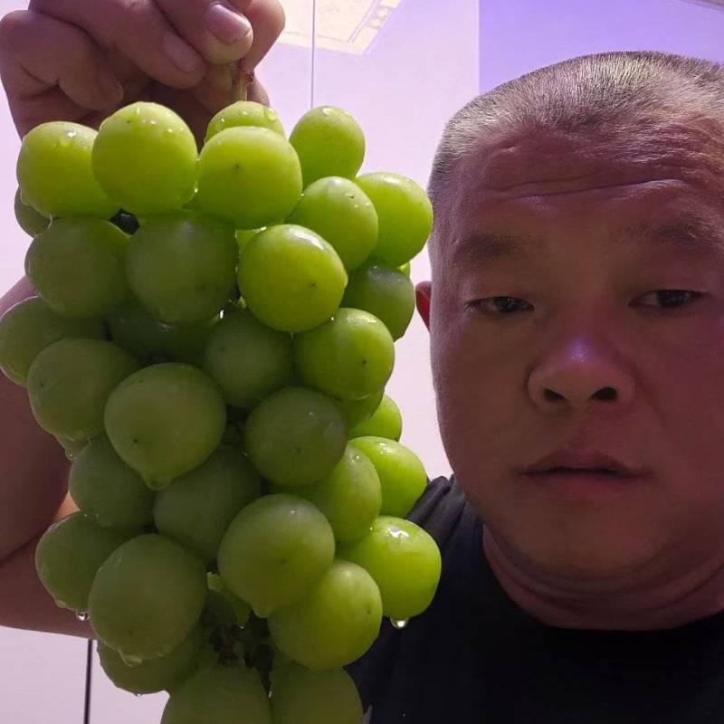 陕西阳光玫瑰葡萄，阳光玫瑰葡萄产地直发，大荔阳光玫瑰葡萄