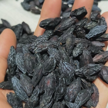 桂花种子