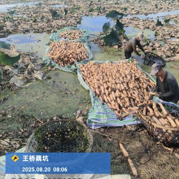 精品头年粉藕