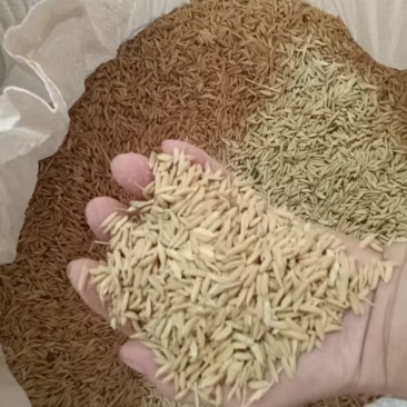 稻谷