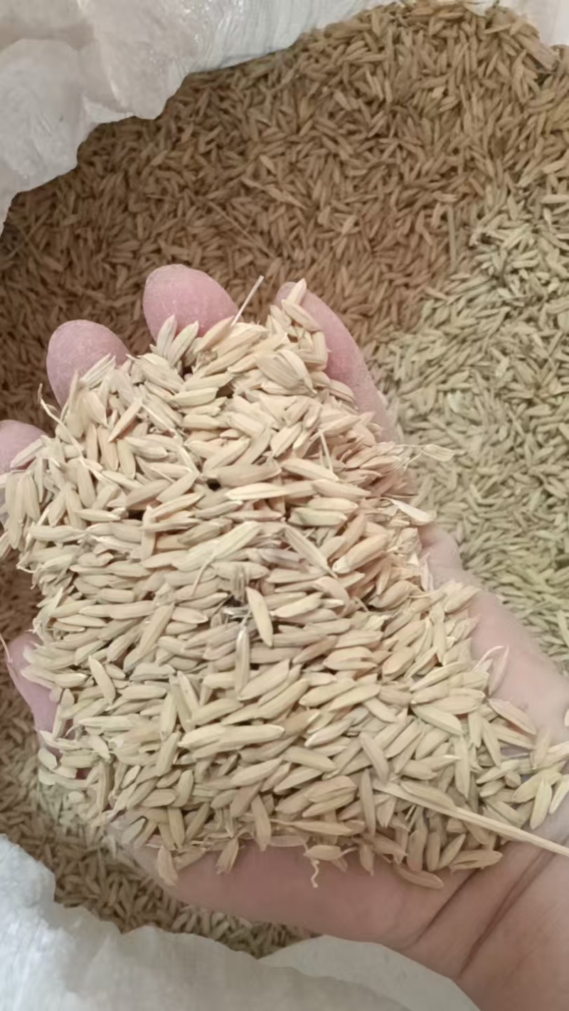 稻谷