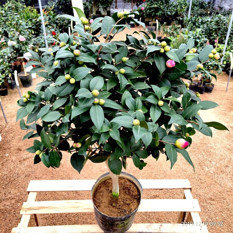 正宗香妃香水茶花精品货源充足一手货源