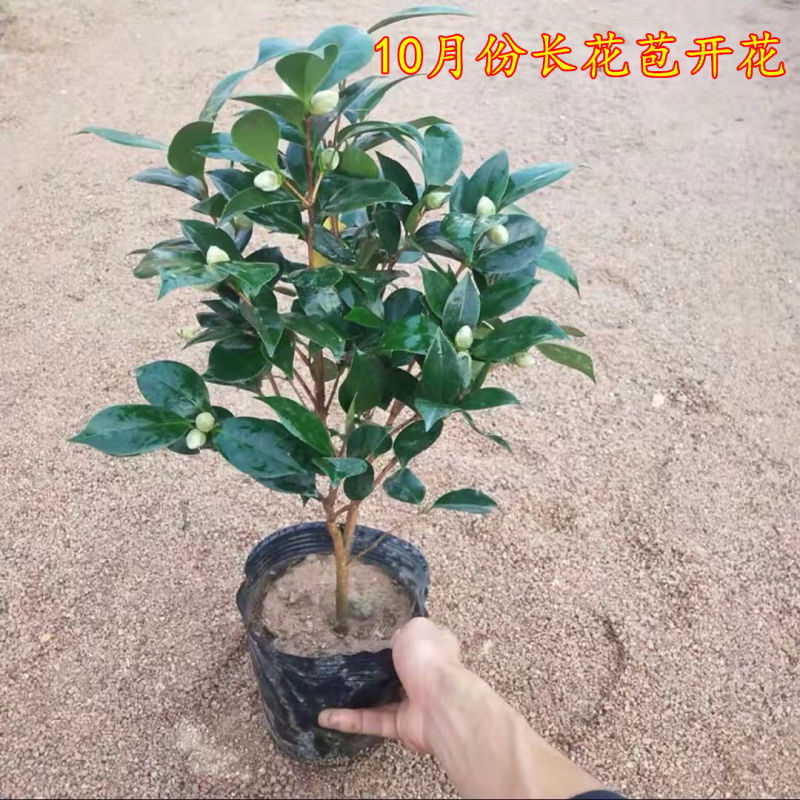 正宗香妃香水茶花精品货源充足一手货源