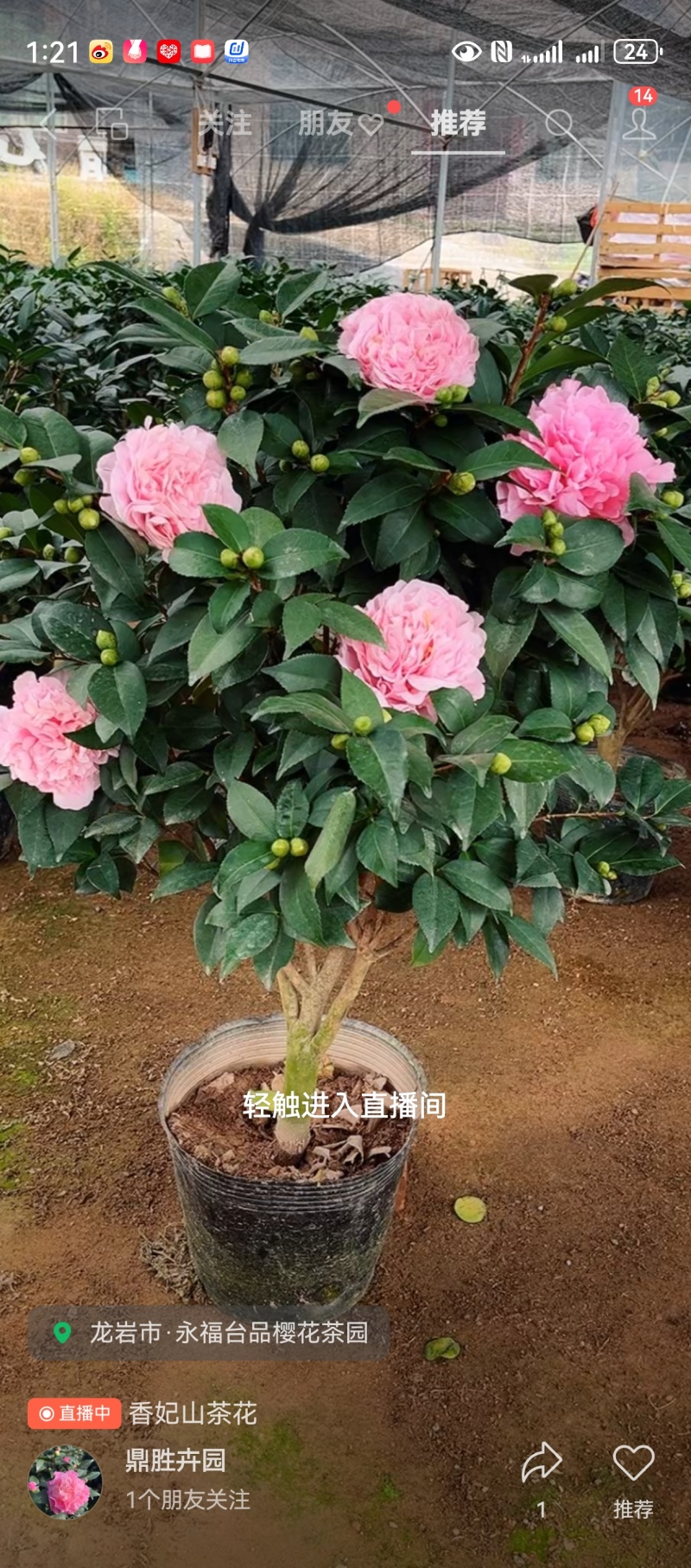 正宗香妃香水茶花精品货源充足一手货源