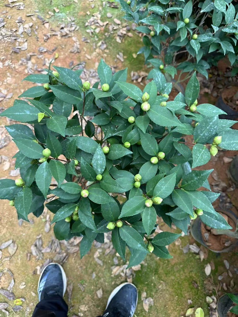 正宗香妃香水茶花精品货源充足一手货源