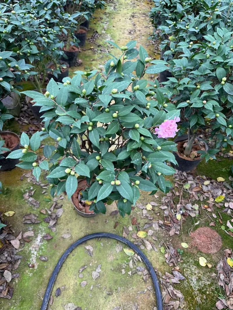 正宗香妃香水茶花精品货源充足一手货源