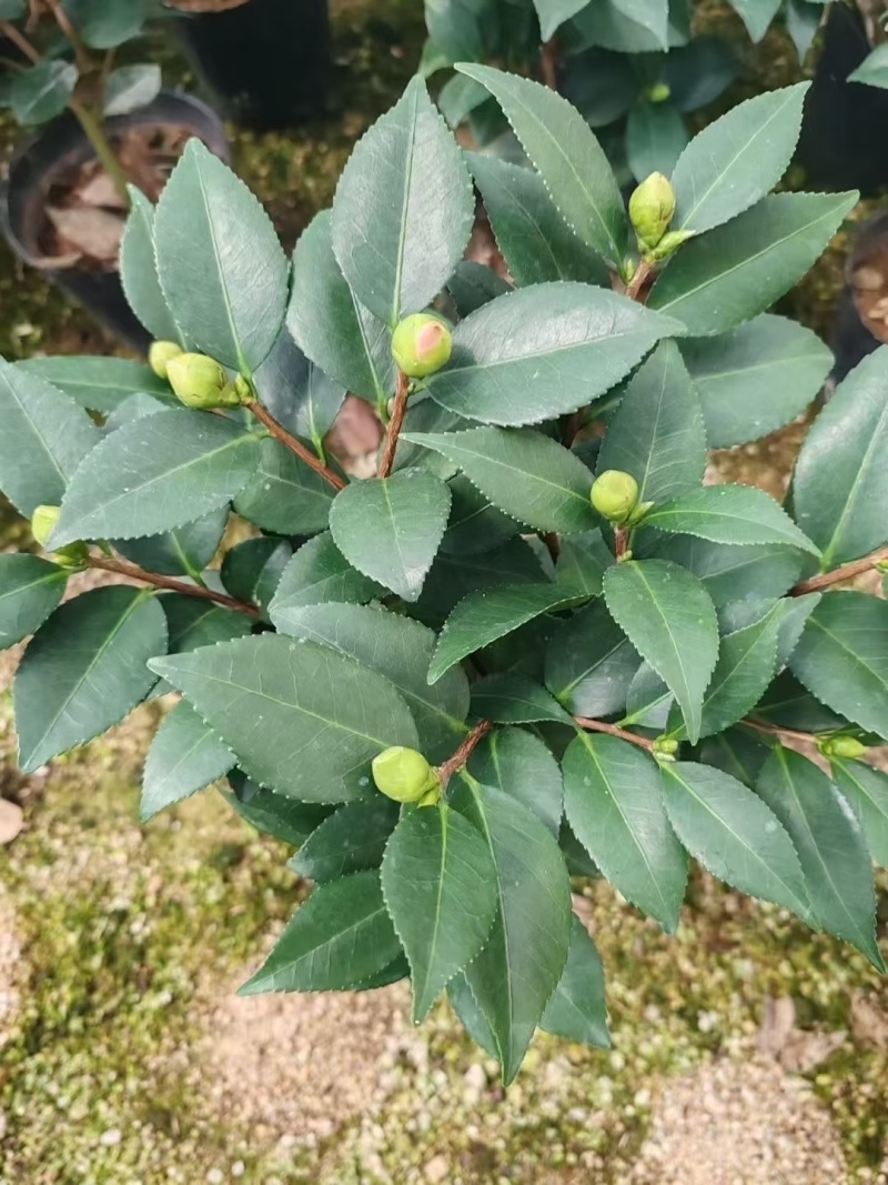 正宗香妃香水茶花精品货源充足一手货源