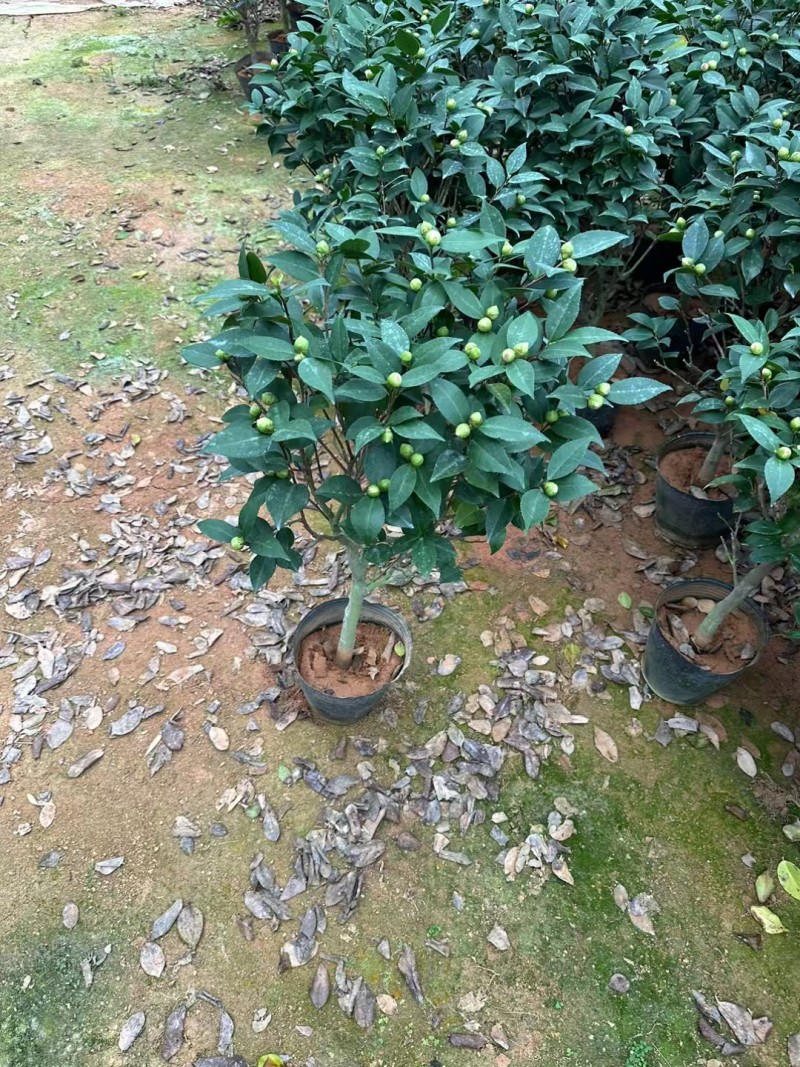 正宗香妃香水茶花精品货源充足一手货源