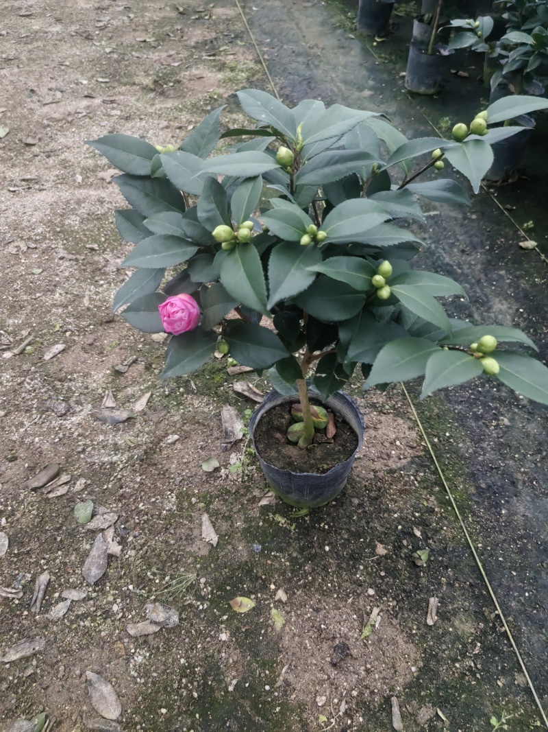 正宗香妃香水茶花精品货源充足一手货源