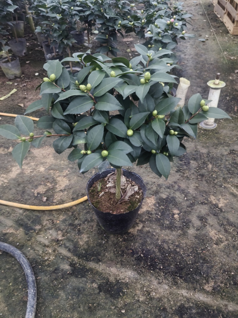 正宗香妃香水茶花精品货源充足一手货源