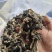 木耳蘑，马鞍菌，巴楚菇