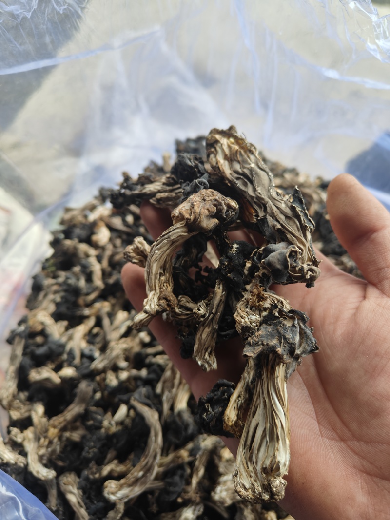 木耳蘑，马鞍菌，巴楚菇