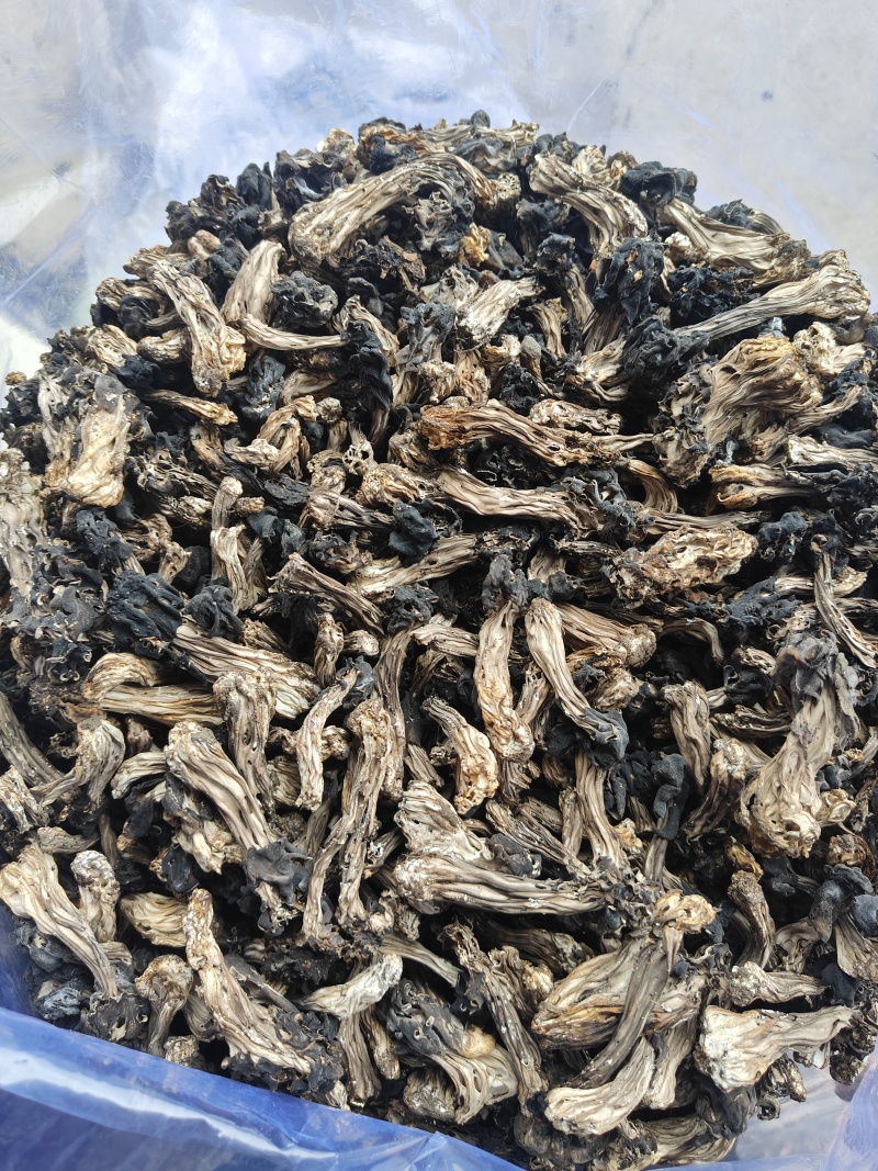 木耳蘑，马鞍菌，巴楚菇