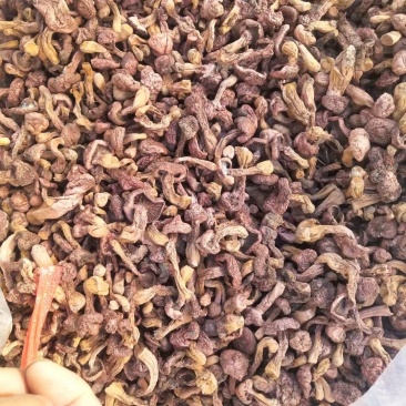 松树伞，肉蘑，红蘑