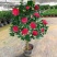 精品大红赤单各种规格茶花自家基地直销