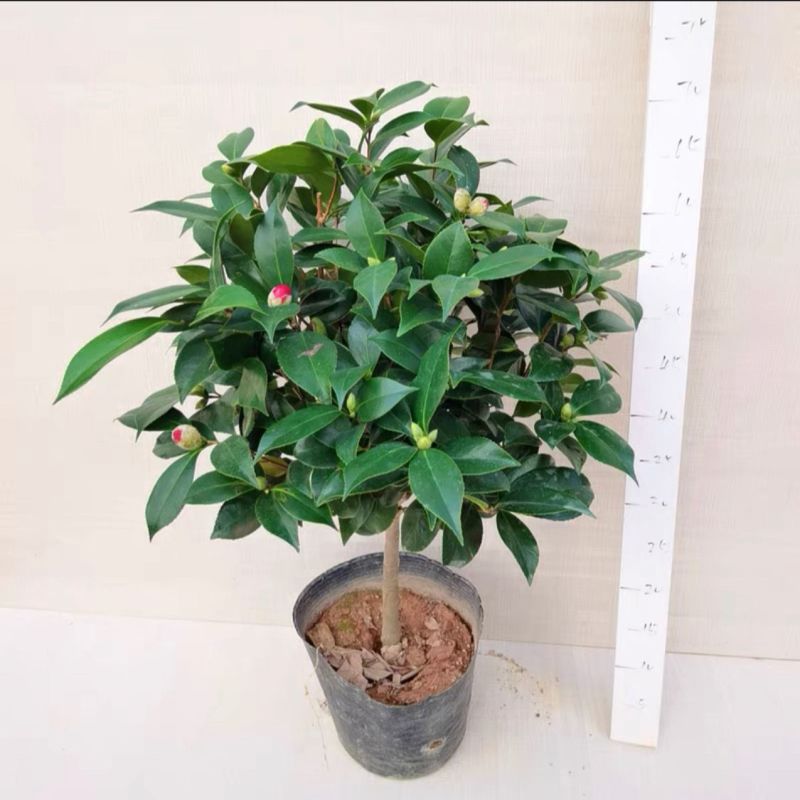 精品大红赤单各种规格茶花自家基地直销