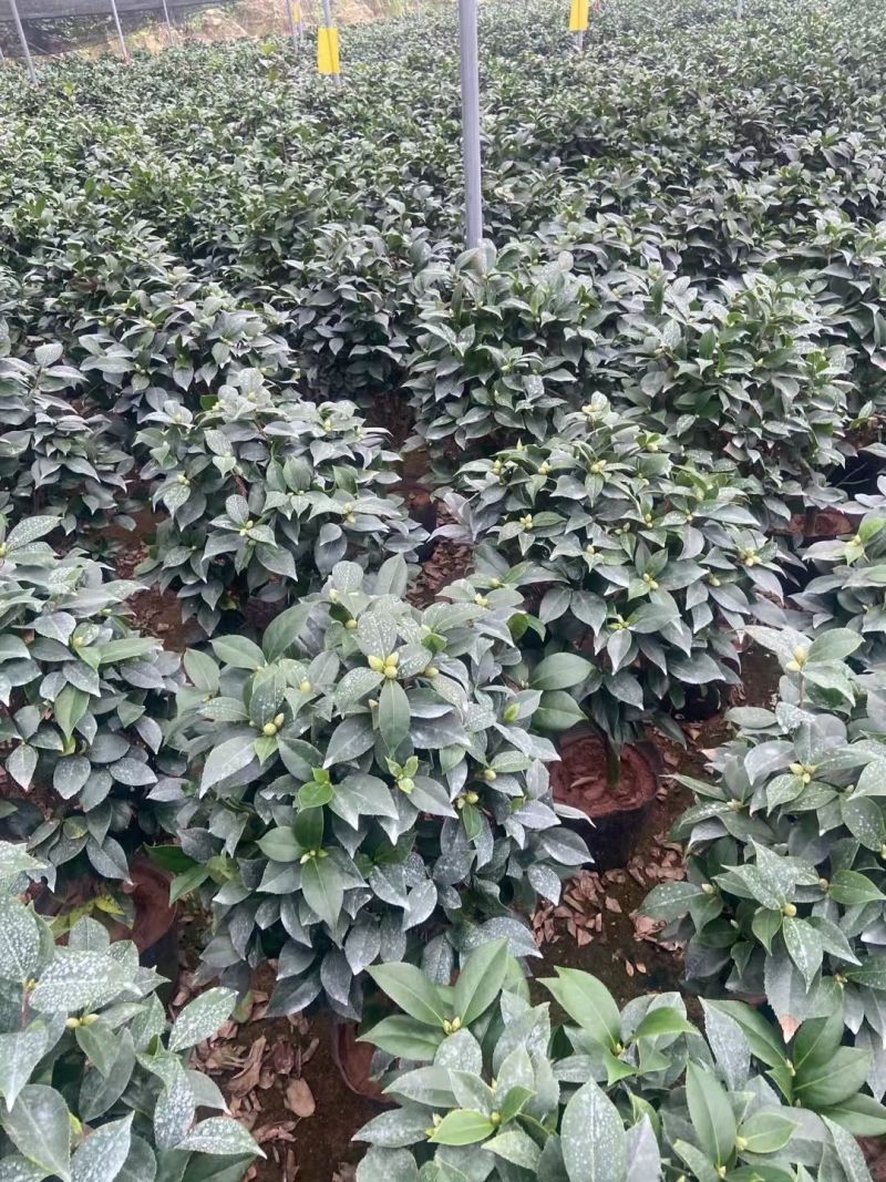 精品大红赤单各种规格茶花自家基地直销