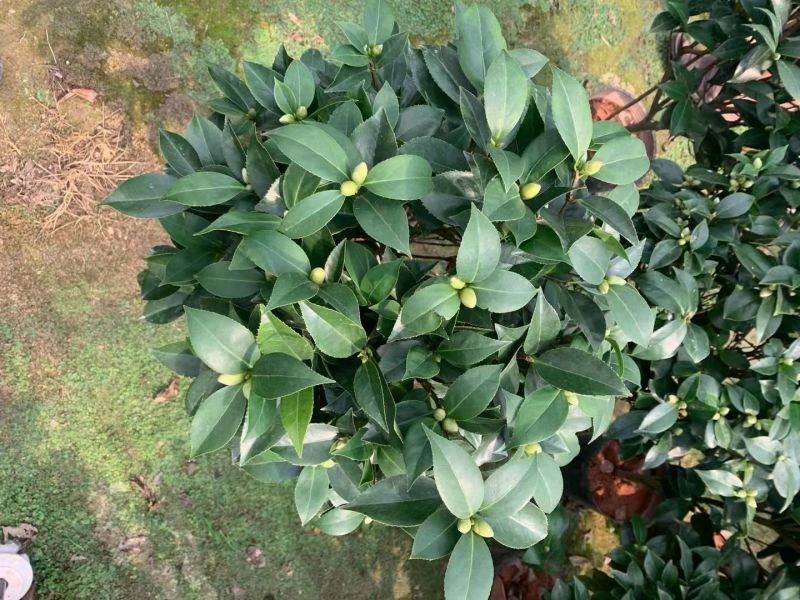 精品大红赤单各种规格茶花自家基地直销