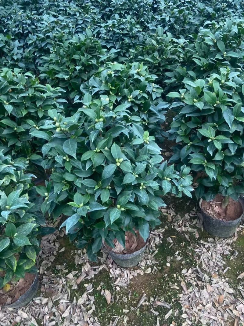 精品大红赤单各种规格茶花自家基地直销