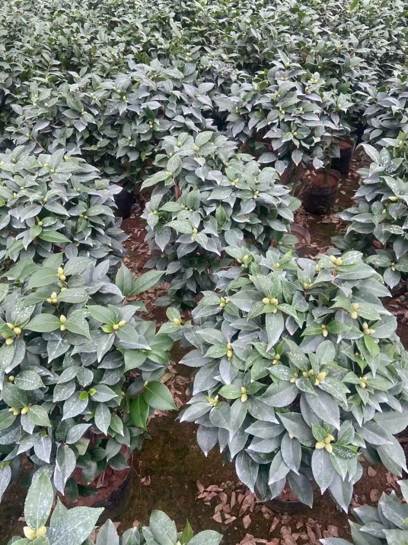 精品大红赤单各种规格茶花自家基地直销