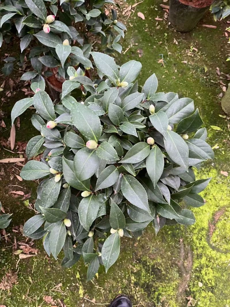 精品大红赤单各种规格茶花自家基地直销