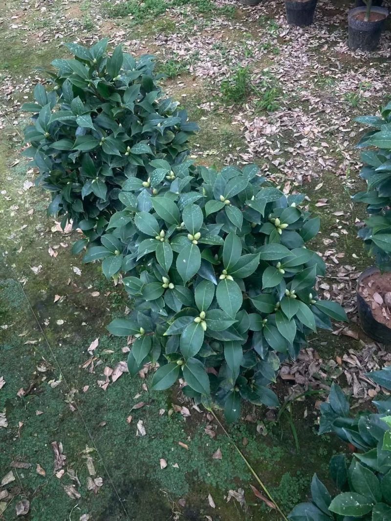 精品大红赤单各种规格茶花自家基地直销