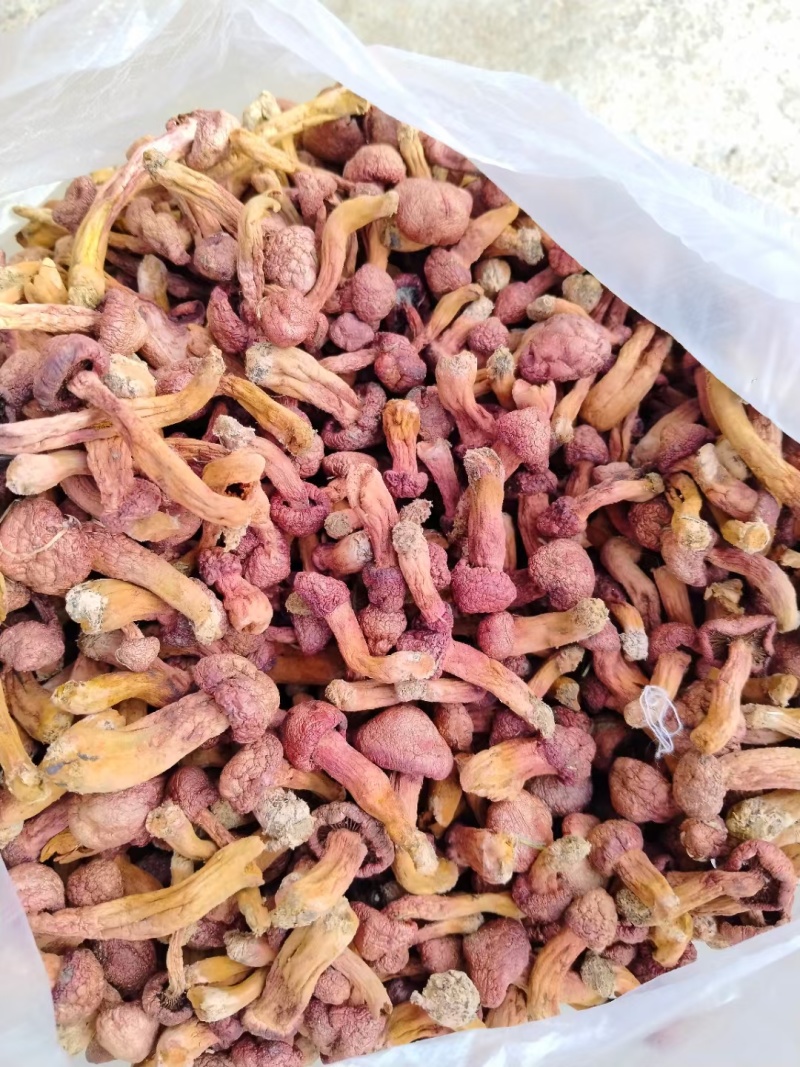 松树伞，肉蘑，红蘑