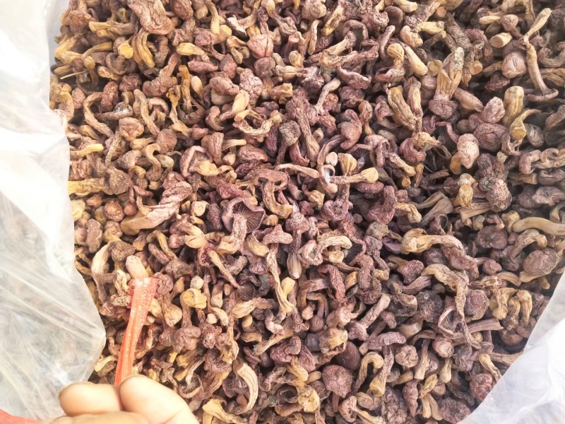 松树伞，肉蘑，红蘑
