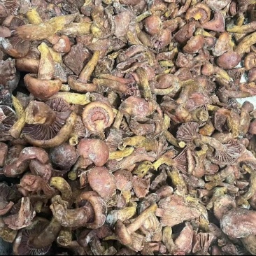 速冻松伞蘑，速冻肉蘑，速冻红蘑，中块
