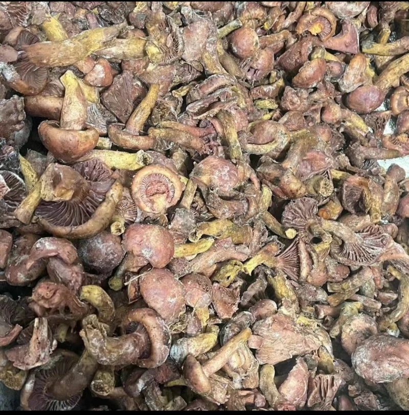 速冻松伞蘑，速冻肉蘑，速冻红蘑，中块