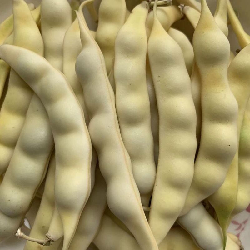 早熟黄金钩油豆角种子春秋豆角黄色架豆芸豆东北特色蔬菜种籽