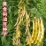 早熟黄金钩油豆角种子春秋豆角黄色架豆芸豆东北特色蔬菜种籽