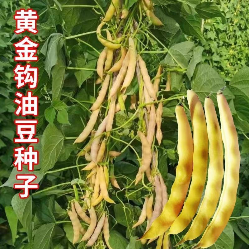 早熟黄金钩油豆角种子春秋豆角黄色架豆芸豆东北特色蔬菜种籽
