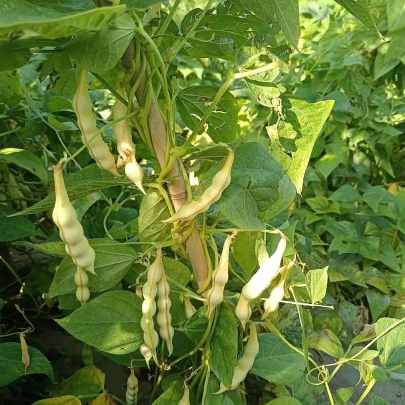 早熟黄金钩油豆角种子春秋豆角黄色架豆芸豆东北特色蔬菜种籽