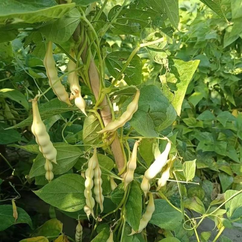 早熟黄金钩油豆角种子春秋豆角黄色架豆芸豆东北特色蔬菜种籽