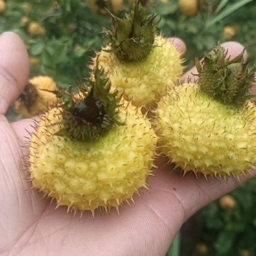贵州刺梨欢迎下单