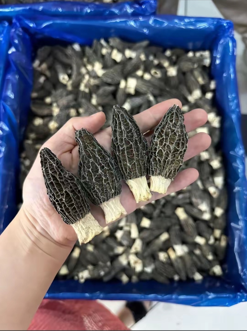 羊肚蘑，羊肚菌
