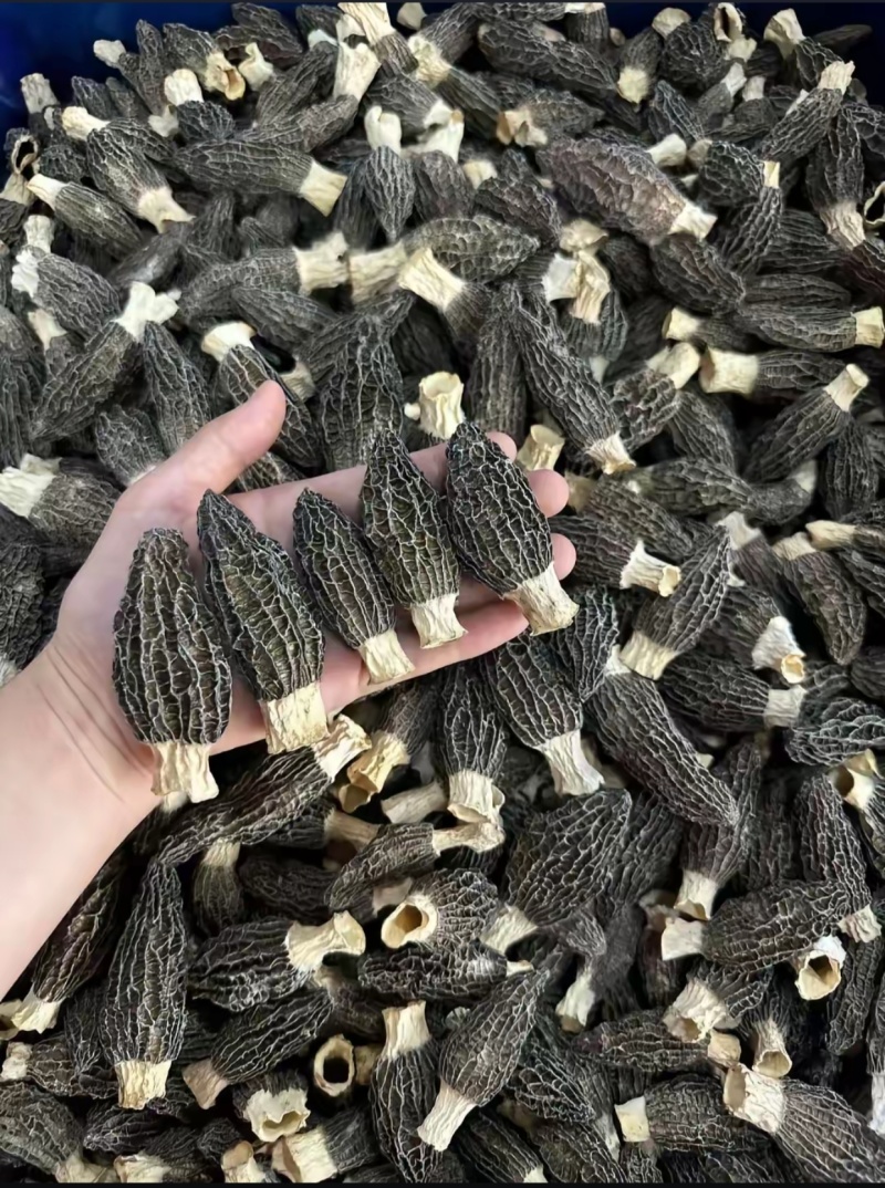 羊肚蘑，羊肚菌
