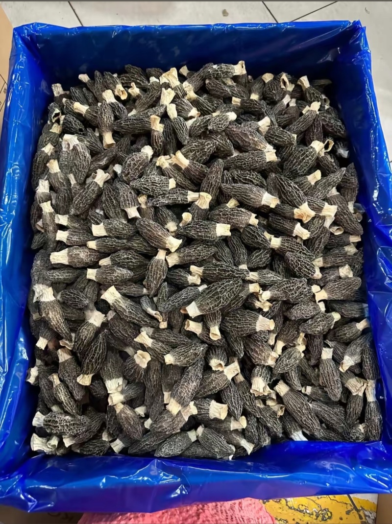羊肚蘑，羊肚菌