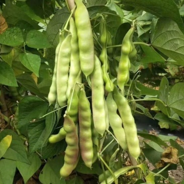 早熟紫花大油豆种子早熟露地大棚豆角种子豆荚深绿油亮大宽荚