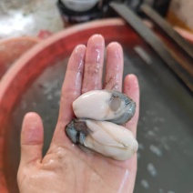 蚝肉生蚝肉罐头原料原产地直发